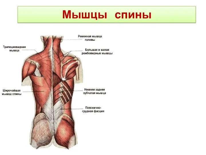 Мышцы спины