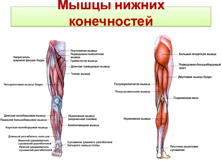 Мышцы нижних конечностей