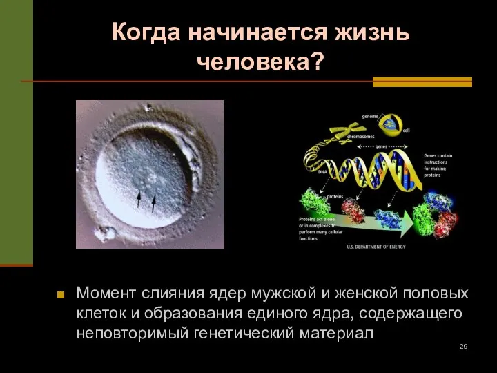 Когда начинается жизнь человека? Момент слияния ядер мужской и женской половых клеток