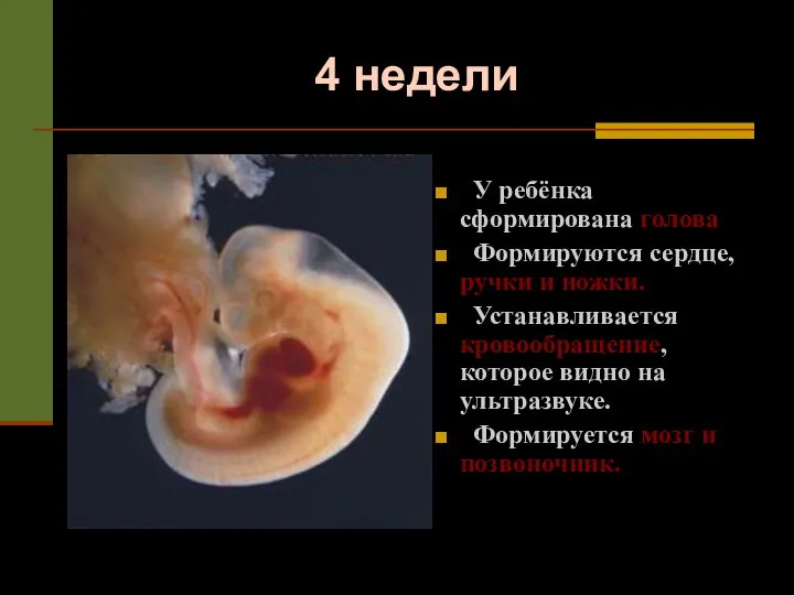 4 недели У ребёнка сформирована голова Формируются сердце, ручки и ножки. Устанавливается