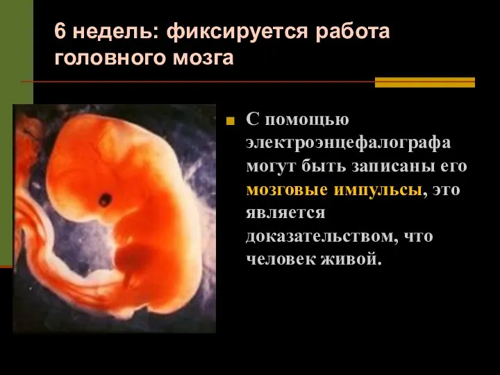 6 недель: фиксируется работа головного мозга С помощью электроэнцефалографа могут быть записаны