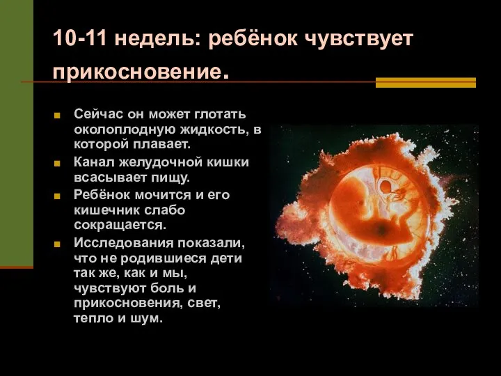 10-11 недель: ребёнок чувствует прикосновение. Сейчас он может глотать околоплодную жидкость, в