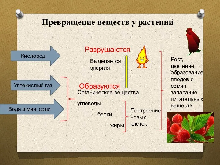 Превращение веществ у растений Кислород Углекислый газ Вода и мин. соли Органические