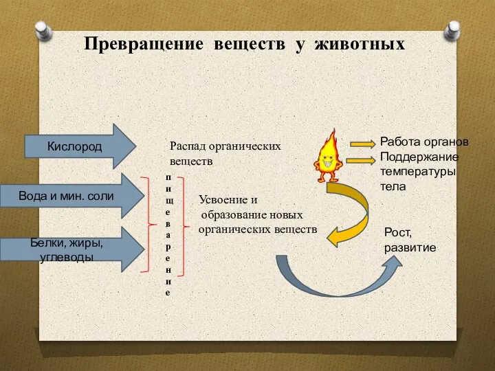 Превращение веществ у животных Кислород Вода и мин. соли Белки, жиры, углеводы