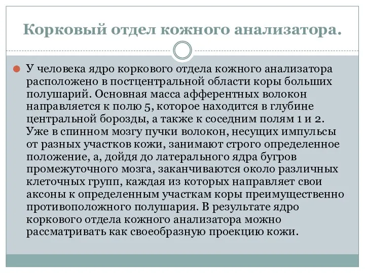 Корковый отдел кожного анализатора. У человека ядро коркового отдела кожного анализатора расположено