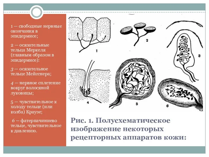 Рис. 1. Полусхематическое изображение некоторых рецепторных аппара­тов кожи: 1 — свободные нервные