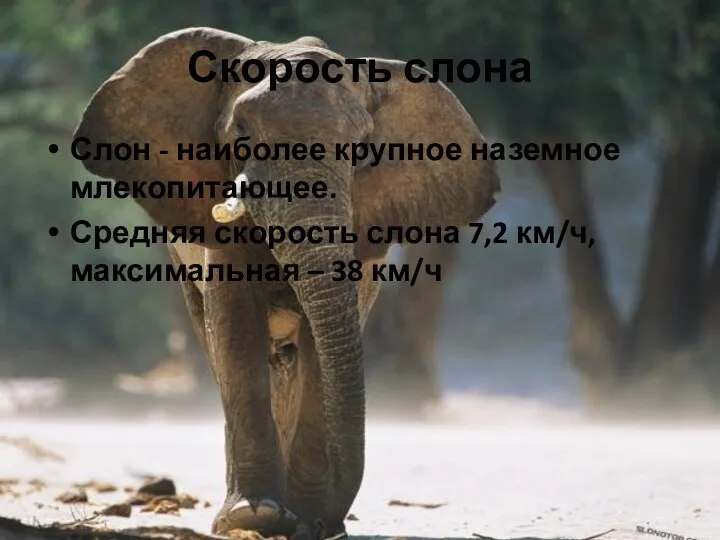 Скорость слона Слон - наиболее крупное наземное млекопитающее. Средняя скорость слона 7,2