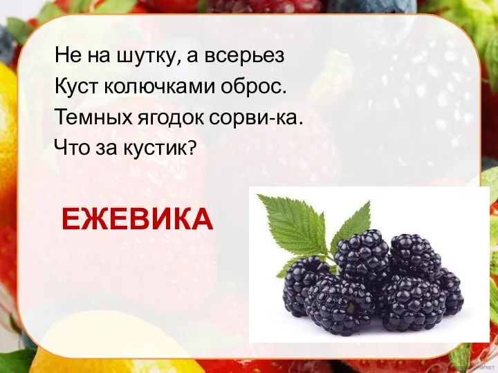 ЕЖЕВИКА Не на шутку, а всерьез Куст колючками оброс. Темных ягодок сорви-ка. Что за кустик?