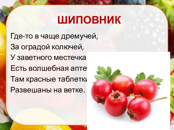 ШИПОВНИК Где-то в чаще дремучей, За оградой колючей, У заветного местечка Есть