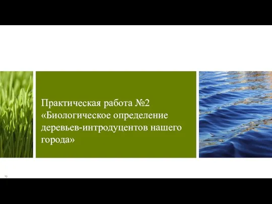 Практическая работа №2 «Биологическое определение деревьев-интродуцентов нашего города» 13