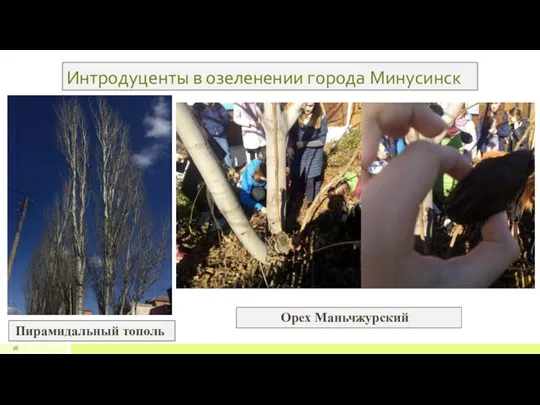 Интродуценты в озеленении города Минусинск 18 Пирамидальный тополь Орех Маньчжурский