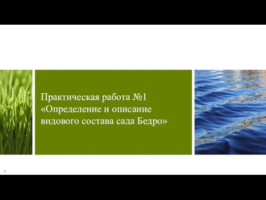 Практическая работа №1 «Определение и описание видового состава сада Бедро» 8