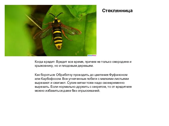 Стеклянница Когда вредит: Вредит все время, причем не только смородине и крыжовнику,