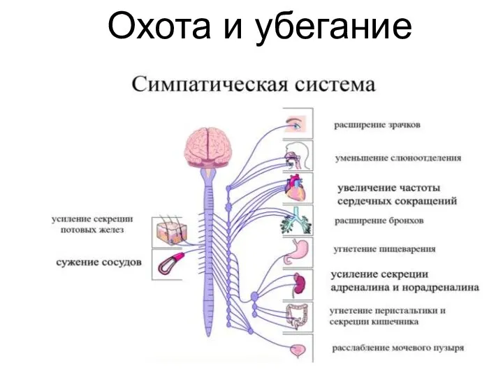 Охота и убегание