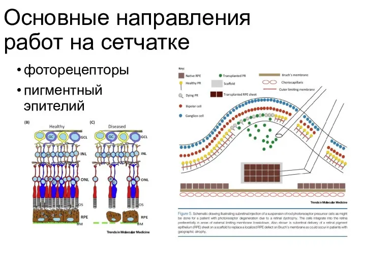 Основные направления работ на сетчатке фоторецепторы пигментный эпителий