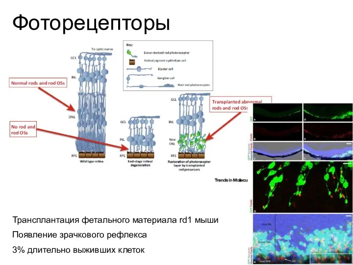 Трансплантация фетального материала rd1 мыши Появление зрачкового рефлекса 3% длительно выживших клеток Фоторецепторы