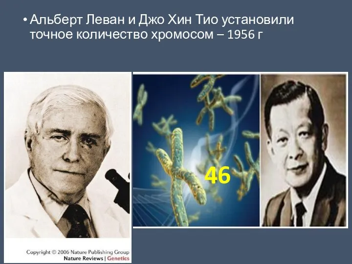 Альберт Леван и Джо Хин Тио установили точное количество хромосом – 1956 г 46