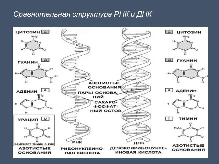 Сравнительная структура РНК и ДНК