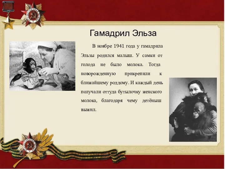 В ноябре 1941 года у гамадрила Эльзы родился малыш. У самки от