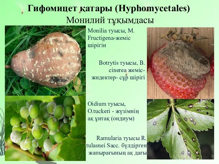 Гифомицет қатары (Hyphomycetales) Монилий тұқымдасы Monilia туысы, M. Fructigena-жеміс шірігін Botrytis туысы,