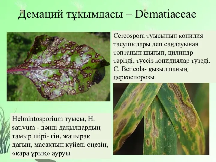 Демаций тұқымдасы – Dematiaceae Cercospora туысының конидия тасушылары леп саңлауынан топтанып шығып,