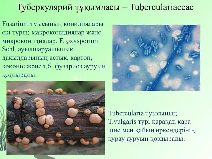 Туберкулярий тұқымдасы – Tuberculariaceae Fusarium туысының конидиялары екі түрлі: макроконидиялар жəне микроконидиялар.