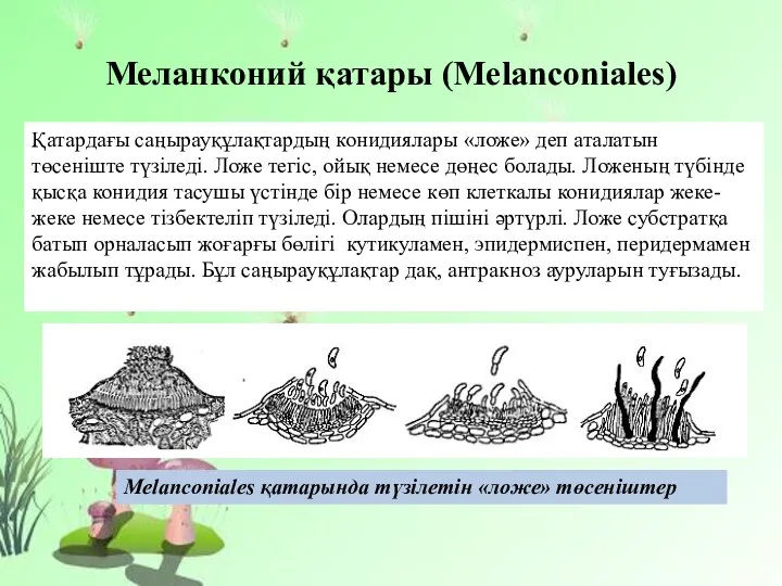 Меланконий қатары (Melanconiales) Қатардағы саңырауқұлақтардың конидиялары «ложе» деп аталатын төсеніште түзіледі. Ложе