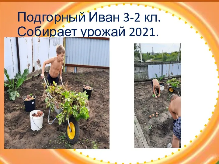 Подгорный Иван 3-2 кл. Собирает урожай 2021.