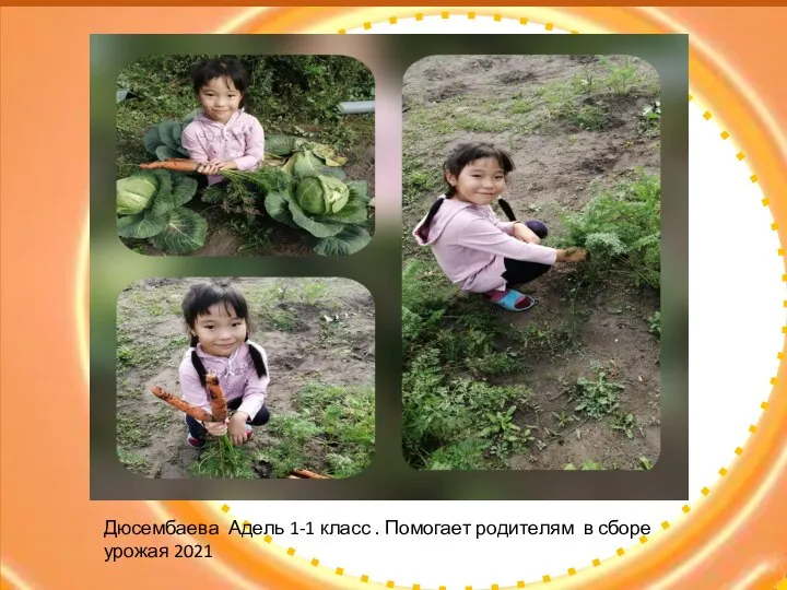 Дюсембаева Адель 1-1 класс . Помогает родителям в сборе урожая 2021