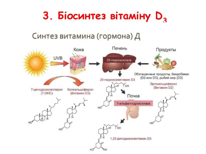 3. Біосинтез вітаміну D3
