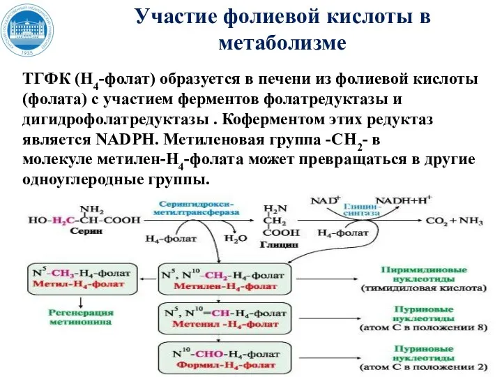 Участие фолиевой кислоты в метаболизме ТГФК (Н4-фолат) образуется в печени из фолиевой