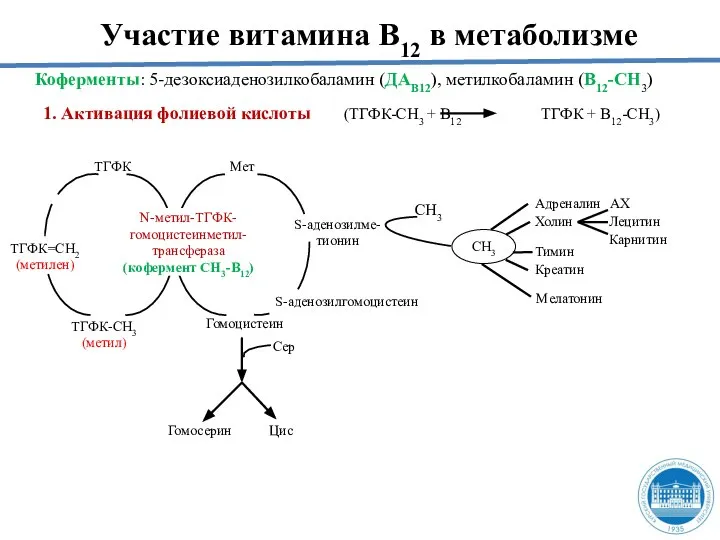 Участие витамина В12 в метаболизме Коферменты: 5-дезоксиаденозилкобаламин (ДАВ12), метилкобаламин (В12-СН3) 1. Активация