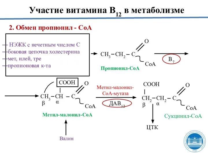 2. Обмен пропионил - СоА НЭЖК с нечетным числом С боковая цепочка