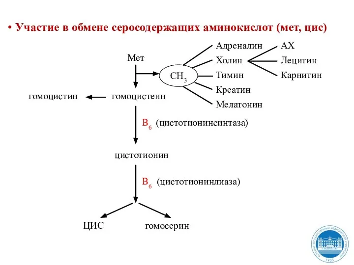 Участие в обмене серосодержащих аминокислот (мет, цис) Мет гомоцистеин гомоцистин (цистотионинсинтаза) цистотионин