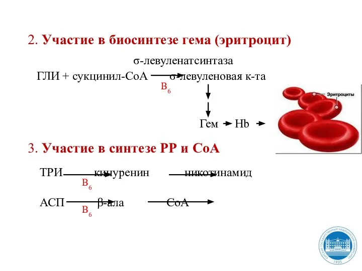 2. Участие в биосинтезе гема (эритроцит) ГЛИ + сукцинил-СоА σ-левуленовая к-та σ-левуленатсинтаза