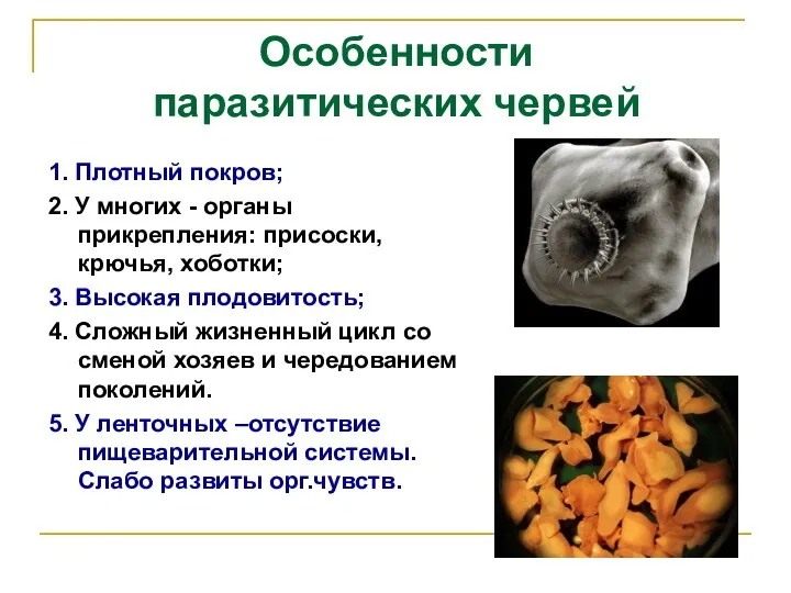 Особенности паразитических червей 1. Плотный покров; 2. У многих - органы прикрепления: