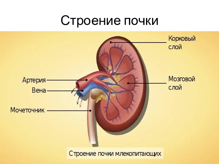 Строение почки