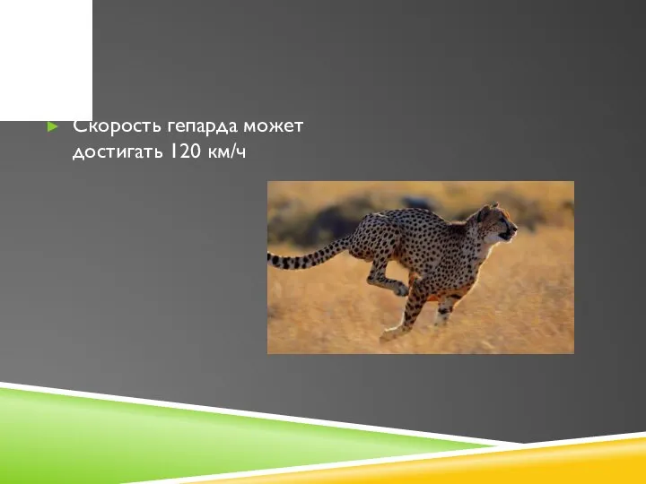 Скорость гепарда может достигать 120 км/ч