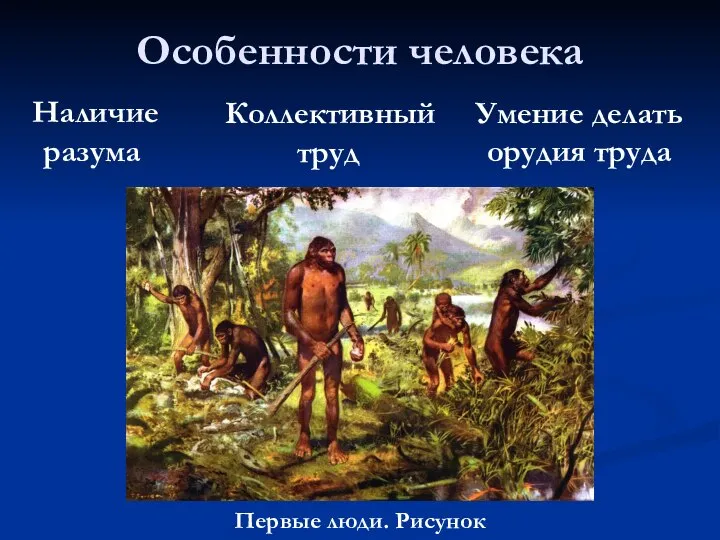 Особенности человека Первые люди. Рисунок Наличие разума Умение делать орудия труда Коллективный труд