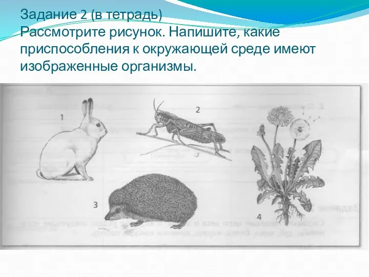 Задание 2 (в тетрадь) Рассмотрите рисунок. Напишите, какие приспособления к окружающей среде имеют изображенные организмы.