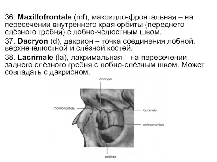 36. Maxillofrontale (mf), максилло-фронтальная – на пересечении внутреннего края орбиты (переднего слёзного