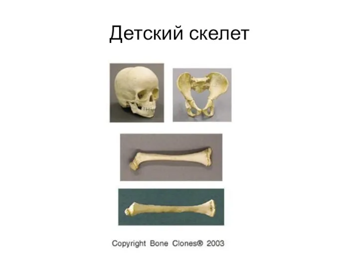 Детский скелет