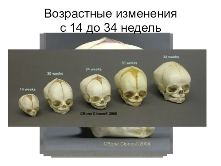 Возрастные изменения с 14 до 34 недель