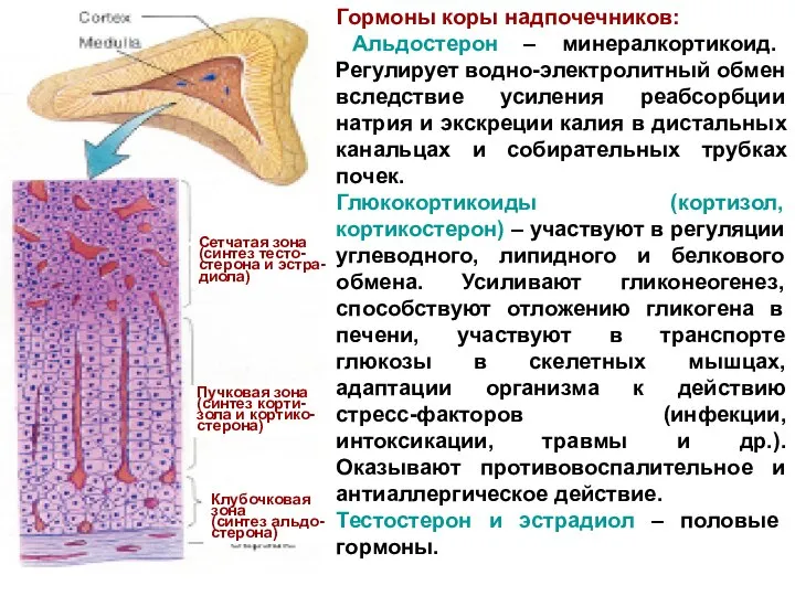 Сетчатая зона (синтез тесто- стерона и эстра- диола) Пучковая зона (синтез корти-