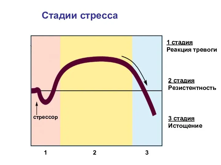 Стадии стресса 1 2 3 1 стадия Реакция тревоги 2 стадия Резистентность 3 стадия Истощение стрессор