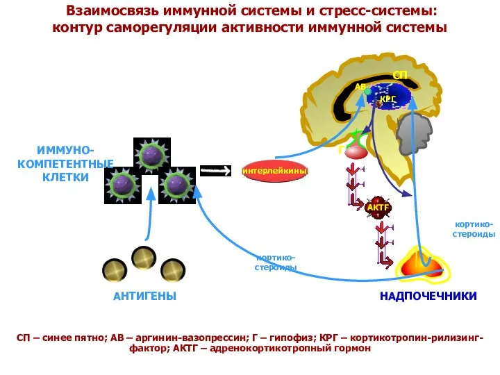 Взаимосвязь иммунной системы и стресс-системы: контур саморегуляции активности иммунной системы СП –