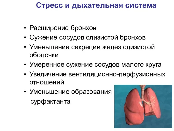 Стресс и дыхательная система Расширение бронхов Сужение сосудов слизистой бронхов Уменьшение секреции