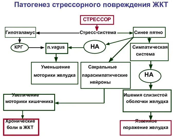 Патогенез стрессорного повреждения ЖКТ Гипоталамус Стресс-система Синее пятно КРГ n.vagus НА Симпатическая