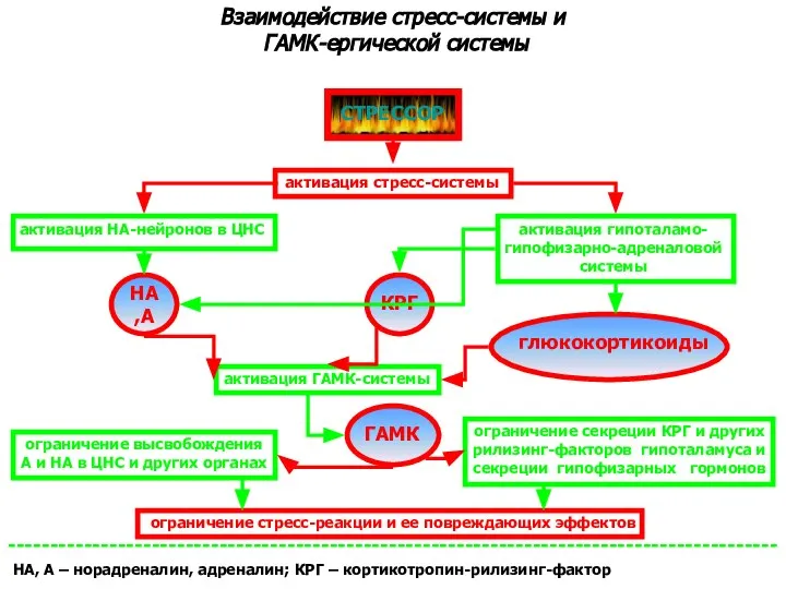 Взаимодействие стресс-системы и ГАМК-ергической системы СТРЕССОР активация стресс-системы активация НА-нейронов в ЦНС