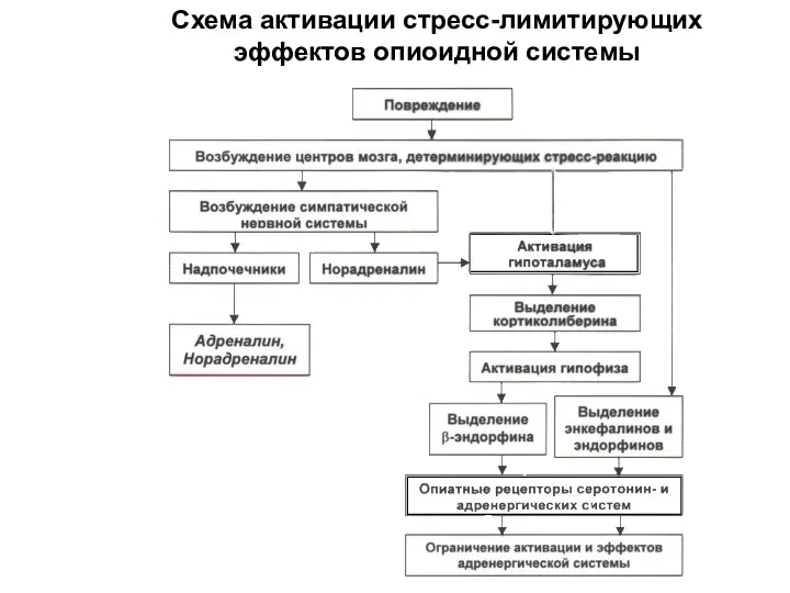 Схема активации стресс-лимитирующих эффектов опиоидной системы